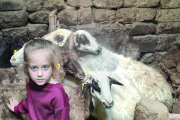 Mädchen mit Schafen in Armenien