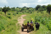 Ein Ochsenkarren zur Fortbewegung in Malawi