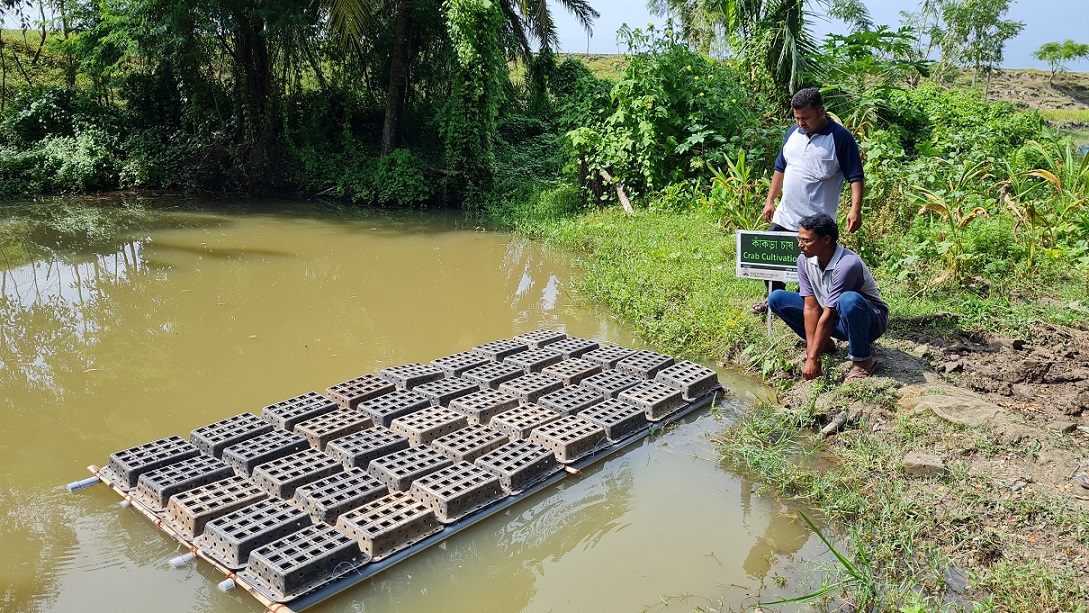 Krabbenzucht auf den Sundarbans