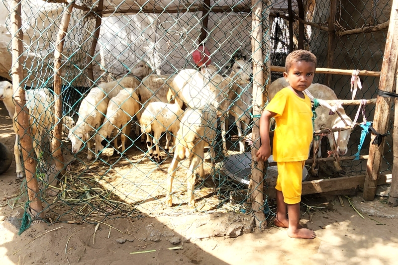 Dank Aishas Verständnis für die Viehzucht und ihrer Tüchtigkeit hat sie es in wenigen Monaten schon auf stolze neun eigene Tiere gebracht. Die Schafe sind zur Existenzgrundlage der Familie geworden. Sie liefern ihnen Milch, Fleisch und Wolle zur Eigennutzung oder zum Verkauf.