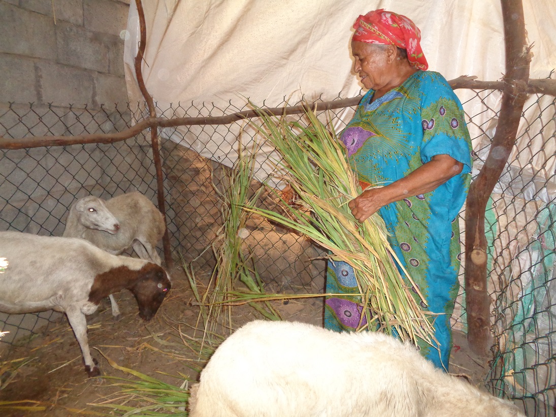 Aisha freut sich über ihre Viehzucht, mit der sie sich selbst versorgen kann.
