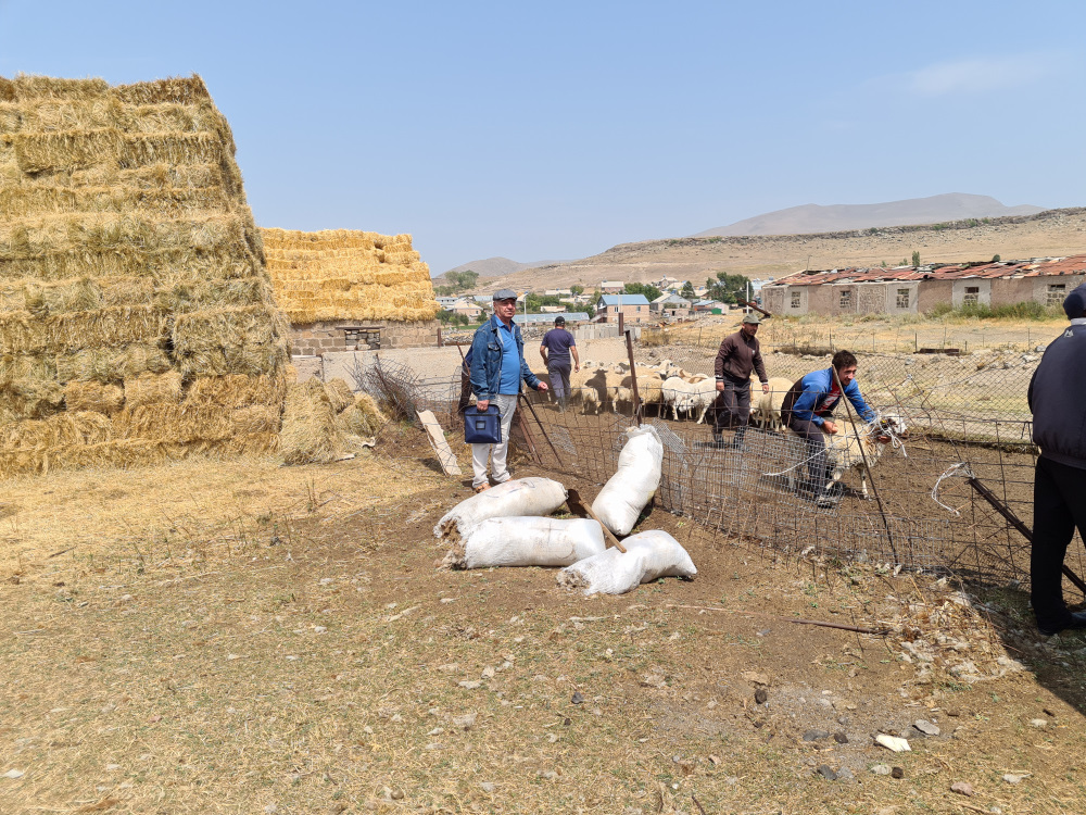 In der kargen Gegend, die aufgrund ihrer schlechten Böden und der rauen Witterung nur bedingt für den Feldanbau geeignet ist, gedeihen anspruchslose Tiere wie Schafe gut.