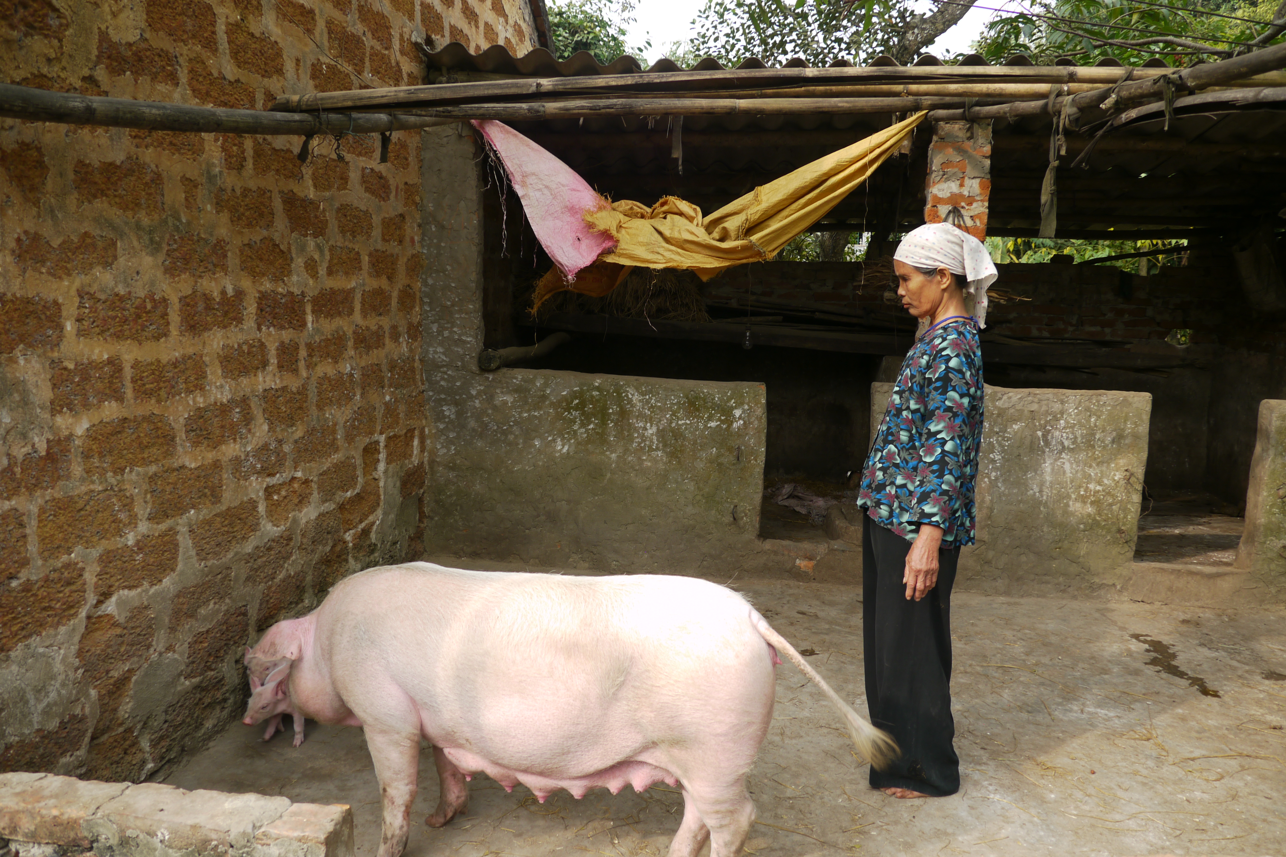 Im „Kuhbank-Projekt“ in Vietnam erhalten arme Bauern eine Kuh oder Muttersau, mit deren Hilfe sie ihre Familien versorgen können. Durch Zucht von Nachwuchs können sie zudem anderen Familien Tiere weitergeben und für ein kleines Einkommen sorgen. Armutsbekämpfung: Kuhbank Projekt in Vietnam