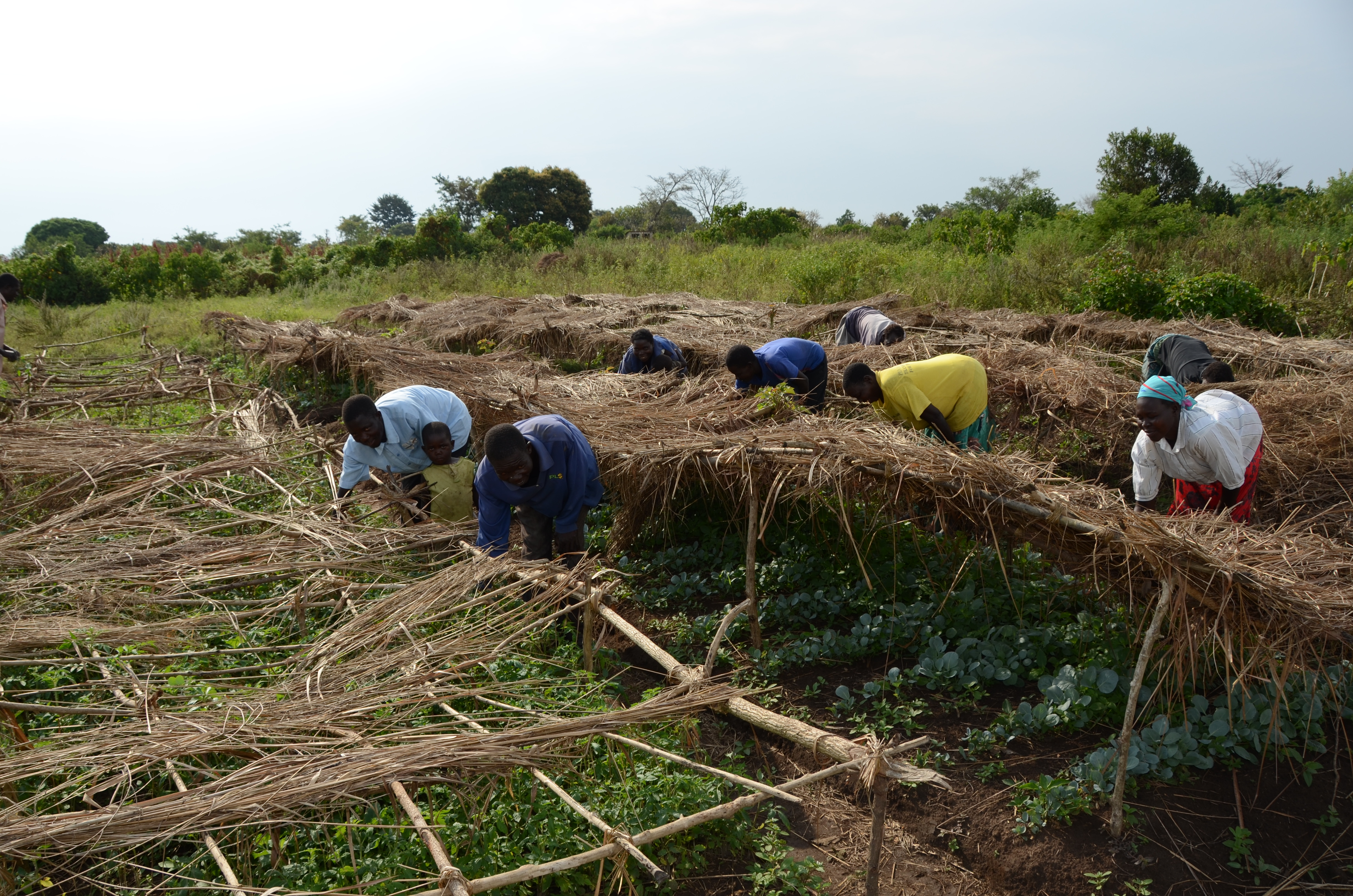 Knowledge of good agricultural cultivation methods helps this Ugandan farmer cooperative to produce food independently. Sign of Hope and the local partner support these small farmers in increasing their harvest and marketing it collectively.
