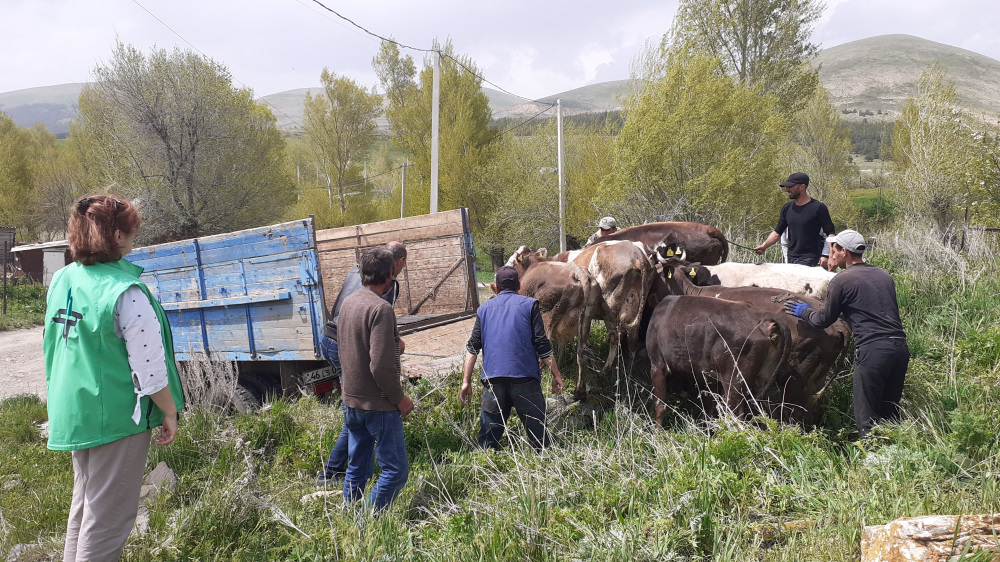 In der nordarmenischen Region Schirak ist die Infrastruktur nur gering ausgebildet, und auch Landwirtschaft ist schwierig. Tierzucht hat dort dagegen eine lange Tradition.