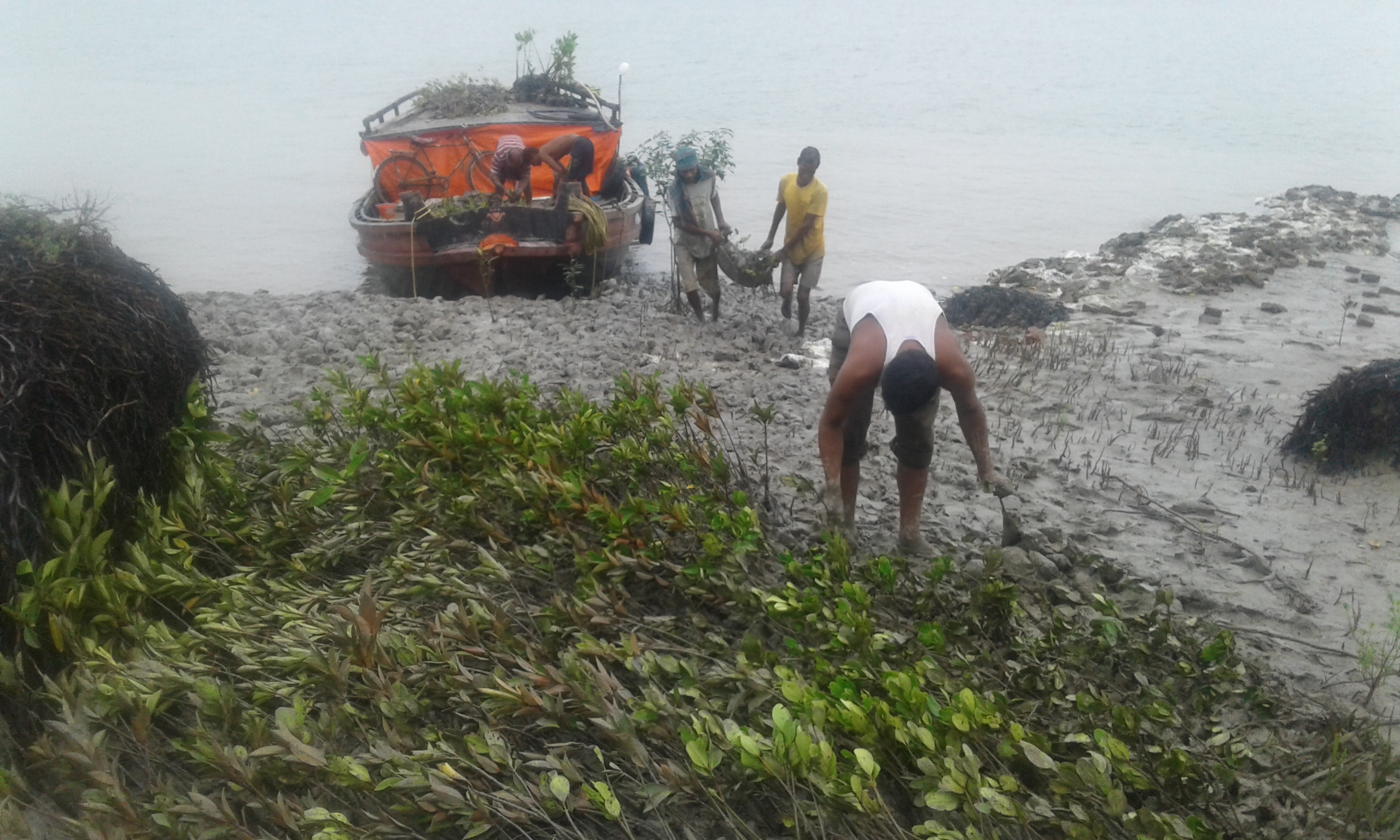 Die Wiederaufforstung von Mangrovenwäldern in der Uferregion ist ein weite- res Element des groß angelegten Projekts, um das ökologische Gleichgewicht  zu fördern.