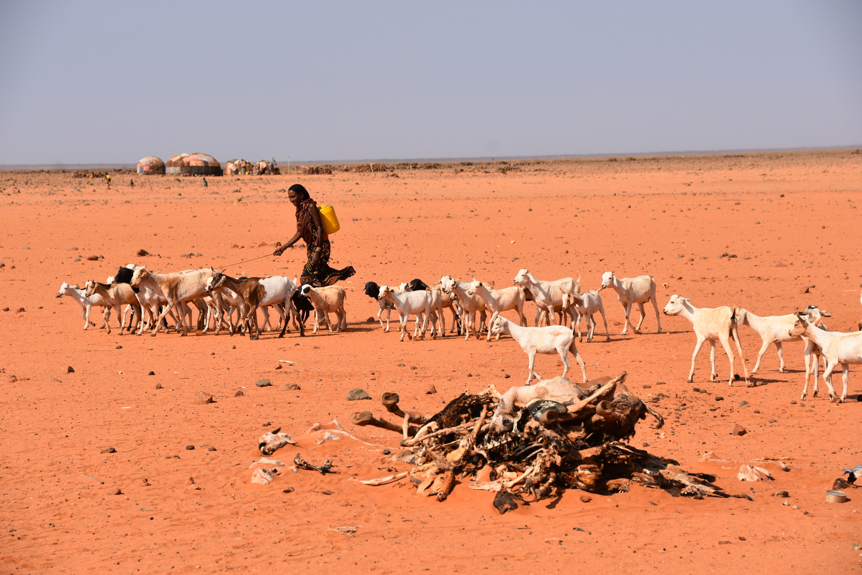 Die Dürre in Kenia droht zur schlimmsten aller Zeiten zu werden und fordert nicht nur Tier-, sondern auch Menschenleben. / (Titel)