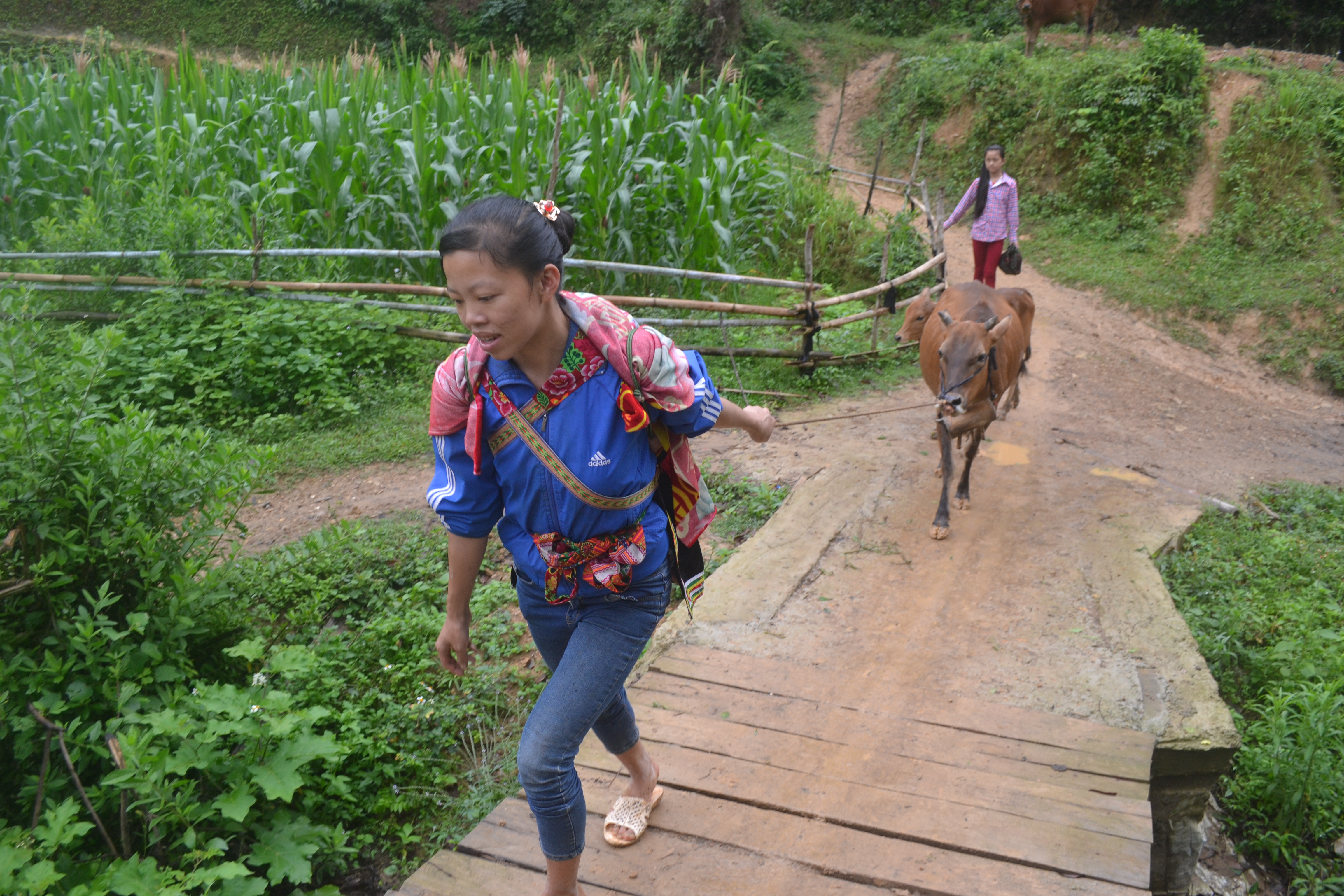 Thi Mun (41) versorgt die Kuh ihrer Eltern Tien Vuong und Thi Ngoan. Die Familie konnte 2016 als Projektteilnehmer nachrücken. Sie freuen sich über das erste Kälbchen ihrer Kuh, das sie an eine neue Projekt-Familie weitergeben werden.