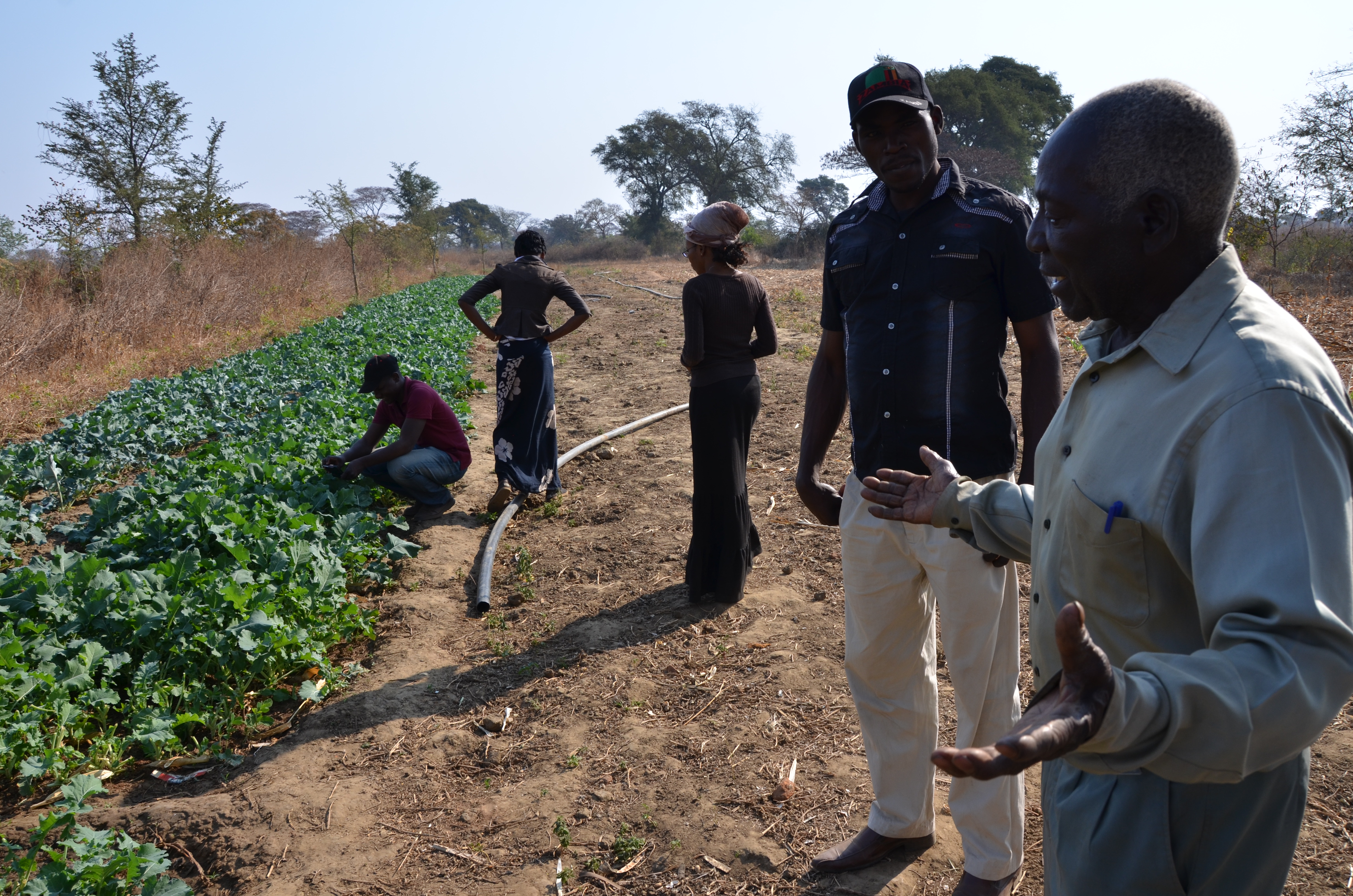 In Sambia unterstützt Hoffnungszeichen Dorfbewohner mit Saatgut, damit sie nachhaltig Obst und Gemüse erwirtschaften können. / (Titel) In Sambia unterstützt Hoffnungszeichen Dorfbewohner mit Saatgut, damit sie nachhaltig Obst und Gemüse erwirtschaften können.