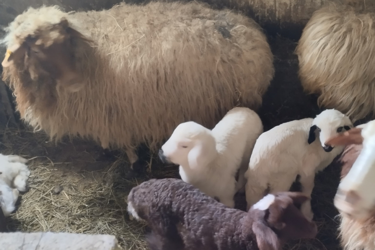 Die ersten drei in der Zucht geborenen Lämmer werden an die „Tierbank“ zurückgegeben, um damit andere Familien zu unterstützen. Alle weiteren Tiere darf die Familie behalten.