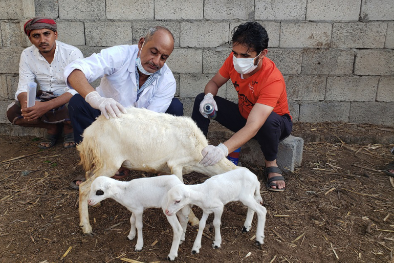 Der Tierarzt untersuchte die Schafe vor der Verteilung genau.