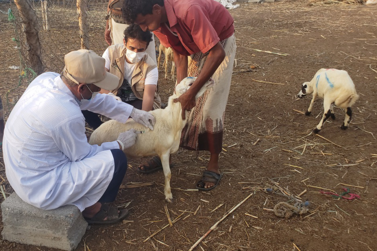 Daneben versorgte er die Schafe mit wichtigen Impfungen.