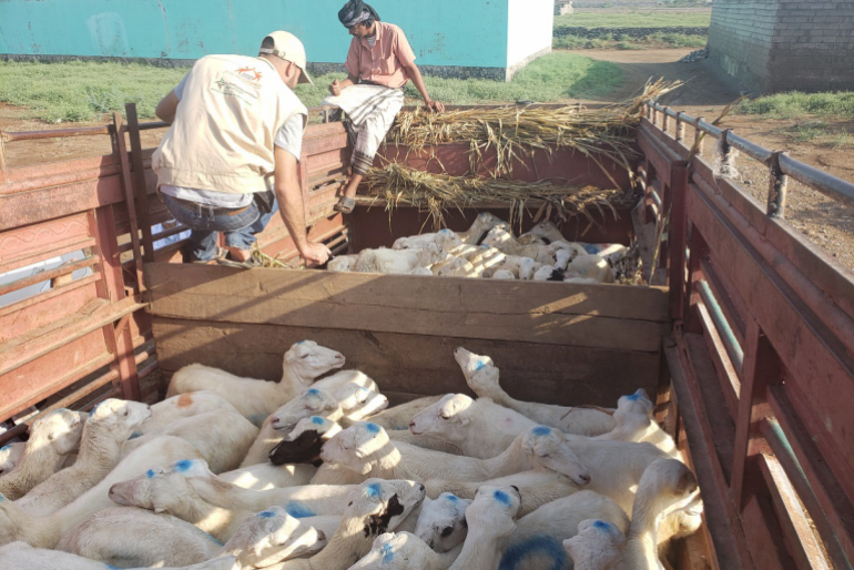Danach lud unser Projektpartner die Tiere für die bevorstehende Verteilung auf einen Transporter.