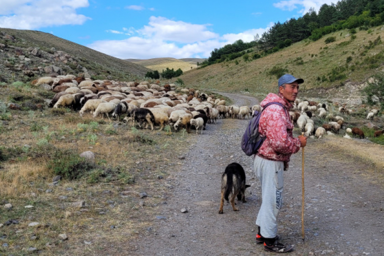 Ein Hirte treibt die Schafe des Dorfes von März bis Oktober auf die Weide. Dadurch wird auch ihm ein Einkommen ermöglicht.