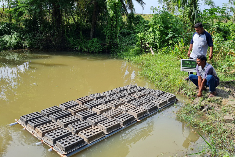 Krabbenzucht auf den Sundarbans