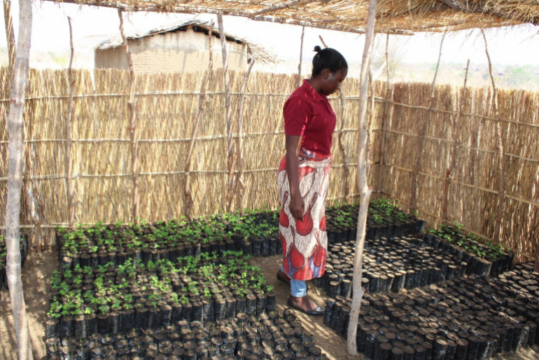 Um sich gegen die klimatischen Herausforderungen zu wappnen, werden Kleinbauern in nachhaltigen Anbaumethoden geschult. In einer der Bauernschulen werden u. a. Setzlinge gezüchtet.
