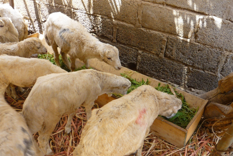 Zudem erreichen wir eine nachhaltige Besserung für die Familien durch Schafzucht: Sie erhalten jeweils drei Tiere und schaffen sich so nach und nach eine Einkommensmöglichkeit und verbessern ihre Nahrungsversorgung.