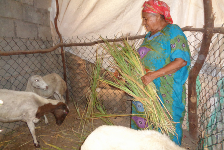 Auch die 70-jährige Aisha ist glücklich über ihre kleine Schafherde. Ihr Dasein in einem Flüchtlingslager ist hart und entbehrungsreich.