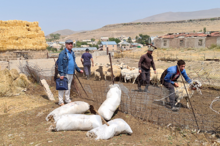 In der kargen Gegend, die aufgrund ihrer schlechten Böden und der rauen Witterung nur bedingt für den Feldanbau geeignet ist, gedeihen anspruchslose Tiere wie Schafe gut.