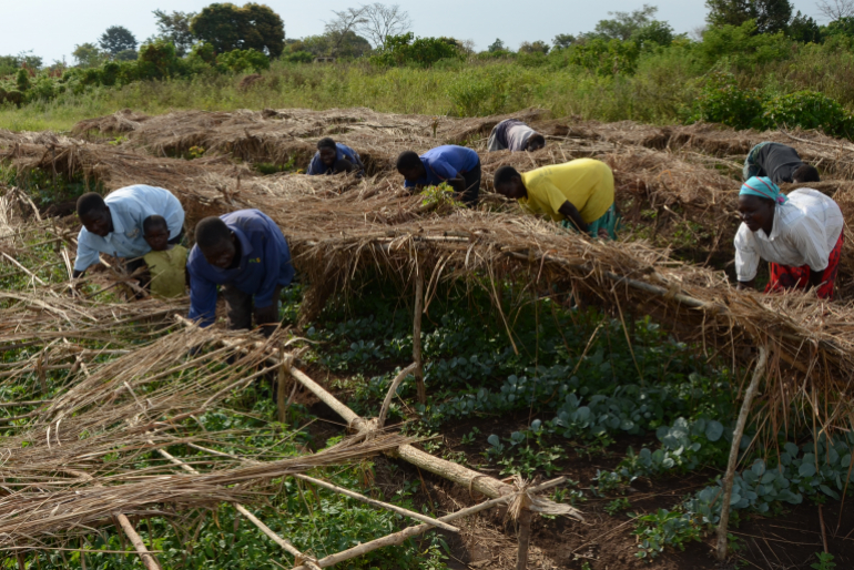 Knowledge of good agricultural cultivation methods helps this Ugandan farmer cooperative to produce food independently. Sign of Hope and the local partner support these small farmers in increasing their harvest and marketing it collectively.