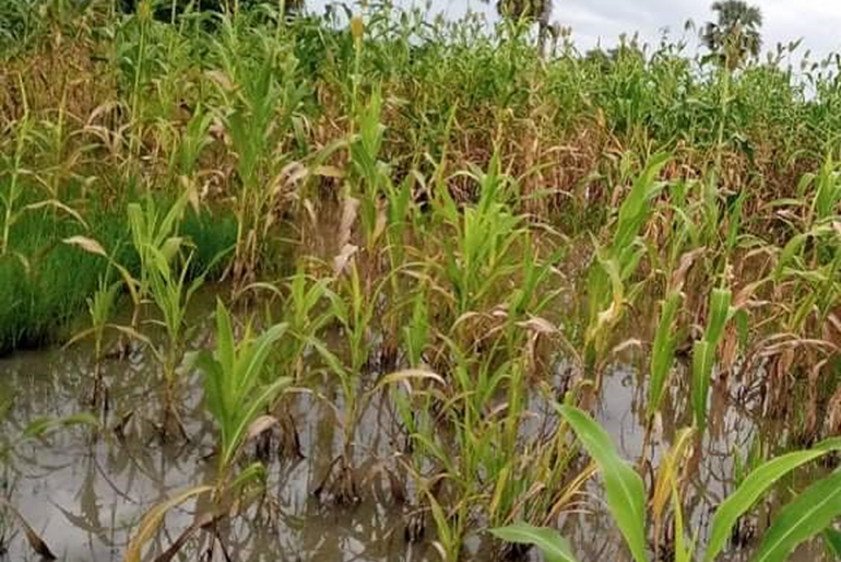 Dieses Sorghum-Feld im Dorf Achuar ist, wie die meisten anderen in der Gegend, durch das Hochwasser verdorben. Die Ernte fällt aus. An manchen Stellen weicht das Wasser nicht mehr zurück.