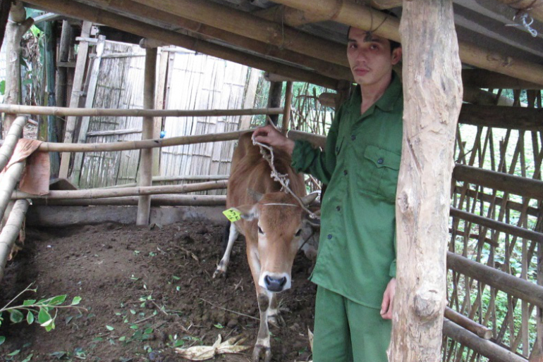Hoàng Van Lech erhielt eine Kuh als Kredit. Ein männliches Kalb kam bereits zur Welt – das nächste weibliche geht an eine weitere Bauernfamilie aus seinem Dorf.