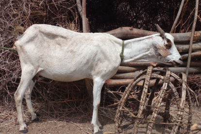 Wetterextreme wie andauernde Dürre rauben Tieren und Menschen in Kenia die letzte Kraft – die Lebensgrundlage schwindet.