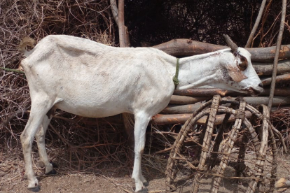 Wetterextreme wie andauernde Dürre rauben Tieren und Menschen  in Kenia die letzte Kraft – die Lebensgrundlage schwindet.