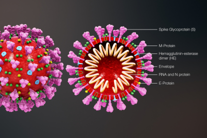 Das neuartige Coronavirus SARS-CoV-2 - Verursacher der Lungenkrankheit Covid-19 - im Querschnitt. Seit Dezember 2019 verbreitete sich der Erreger zunächst in der chinesischen Stadt Wuhan, und in der Folge weltweit. Die Weltgesundheitsorganisation erklärte seine Ausbreitung am 11. März 2020 zur Pandemie.