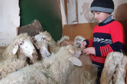 In Nordarmenien ist die Armut groß. Im Winter leiden die Menschen besonders Not, wie etwa die Familie Abrahamyan. Hoffnungszeichen steht den Betroffenen mit einem Schafprojekt zur Seite.