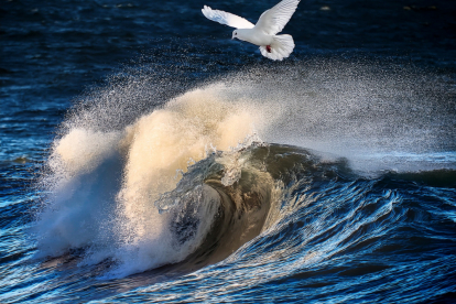 Welle mit fliegender Taube