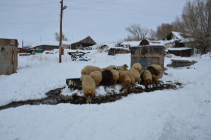 Winterhilfe Armenien