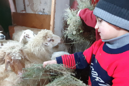 Der achtjährige Vardan Abrahamyan hilft bei der Fütterung und der Pflege der Schafe. Seine Familie kann ihr Einkommen und ihre Selbstversorgung durch das nachhaltige Tierzuchtprojekt verbessern. 