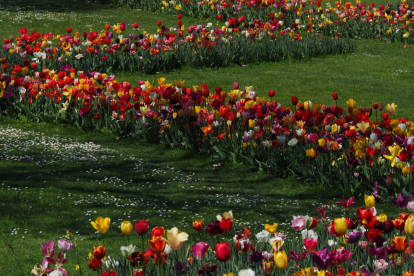 Blühende Wiese