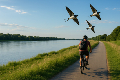 Radfahrer auf Elbdamm, Schwalben