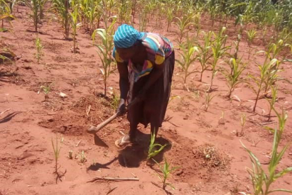Der Acker von Lilani Majasi bietet ein trauriges Bild: die Dürre lässt ihre Aussaat nicht gedeihen. Die Frau ist verzweifelt – wovon soll ihre Familie leben?