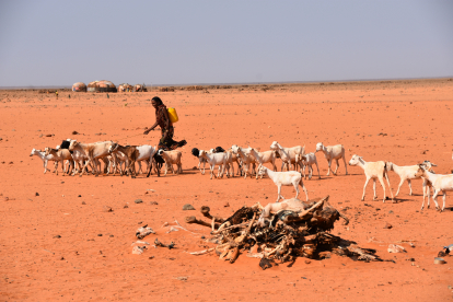„Es ist die schlimmste Dürre, die wir jemals erlebt haben“. Im Norden Kenias bedrohen Trockenheit, Wassermangel und Hunger Menschenleben. Viele Tiere starben bereits. 