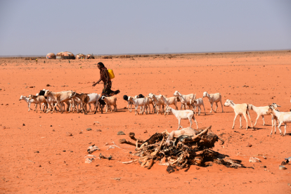 „Es ist die schlimmste Dürre, die wir jemals erlebt haben“. Im Norden Kenias bedrohen Trockenheit, Wassermangel und Hunger Menschenleben. Viele Tiere starben bereits. „Es ist die schlimmste Dürre, die wir jemals erlebt haben“. Im Norden Kenias bedrohen Trockenheit, Wassermangel und Hunger Menschenleben. Viele Tiere starben bereits.