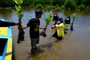 Die Problematik der schwindenden Mangrovenwälder wird erkannt: Freiwillige beteiligen sich an der Wiederaufforstung in Calang (Provinz Aceh).