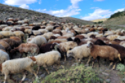 Schafe in den Bergen Armeniens