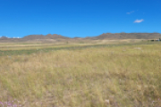 Cow pasture