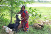 Frau mit Ziege in Bangladesch