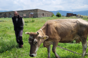 Kuh auf der Weide in Armenien