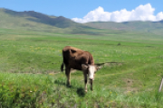Kuh in Armenien