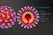 Das neuartige Coronavirus SARS-CoV-2 - Verursacher der Lungenkrankheit Covid-19 - im Querschnitt. Seit Dezember 2019 verbreitete sich der Erreger zunächst in der chinesischen Stadt Wuhan, und in der Folge weltweit. Die Weltgesundheitsorganisation erklärte seine Ausbreitung am 11. März 2020 zur Pandemie.