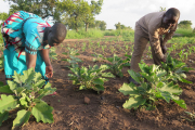 Ernährungssicherung in Uganda