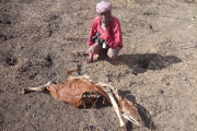 Godana Jillo Karayu verliert jeden Tag Tiere aus seiner Herde an die Dürre. In  seinem ganzen Leben hat der 85-Jährige keine so schlimme Dürre erlebt.