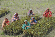 Frauen im Feld in Indien