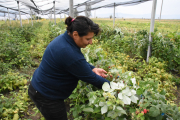 Armenien Himbeeren BMZ Projekt