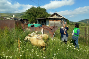 Die ersten Schafe sind an die Projektteilnehmer übergeben. Unsere armenischen Mitarbeiter begleiten die Menschen während der gesamten Projektlaufzeit.